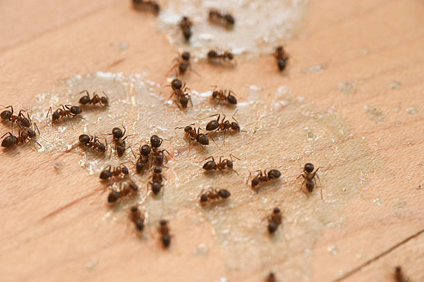 Flea Control Services in Piperton, TN