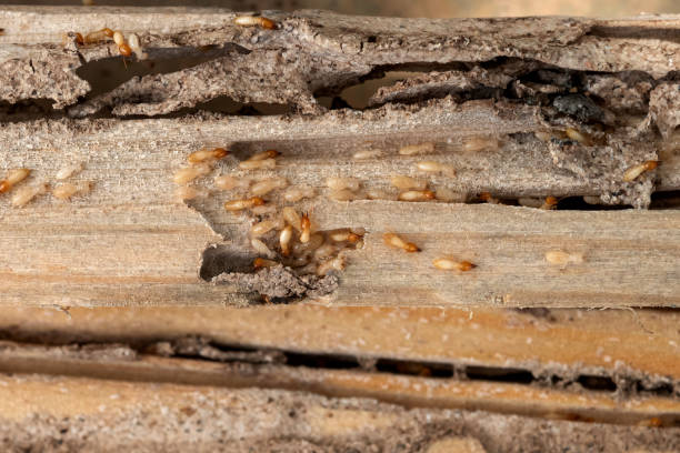 Best Termite Control Services  in Piperton, TN